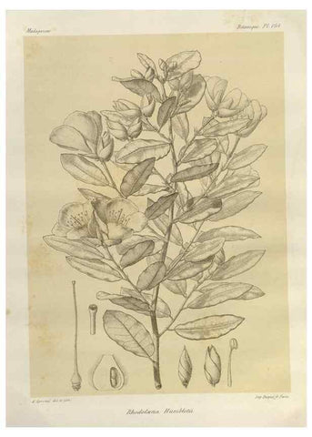 Reproducción/Reproduction 49785327898: Histoire physique, naturelle, et politique de Madagascar. Paris :Impr. nationale,1885-. 