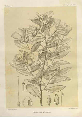 Reproducción/Reproduction 49785327898: Histoire physique, naturelle, et politique de Madagascar. Paris :Impr. nationale,1885-. 