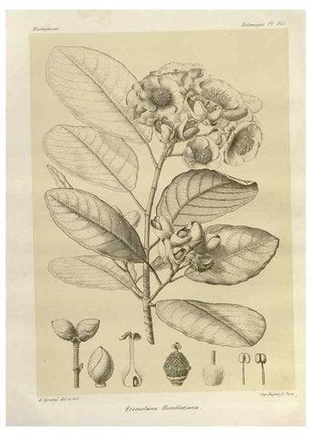 Reproducción/Reproduction 49786186912: Histoire physique, naturelle, et politique de Madagascar. Paris :Impr. nationale,1885-. 