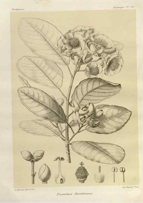Reproducción/Reproduction 49786186912: Histoire physique, naturelle, et politique de Madagascar. Paris :Impr. nationale,1885-. 