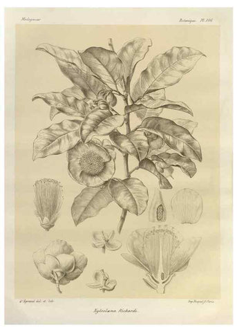 Reproducción/Reproduction 49785866256: Histoire physique, naturelle, et politique de Madagascar. Paris :Impr. nationale,1885-. 