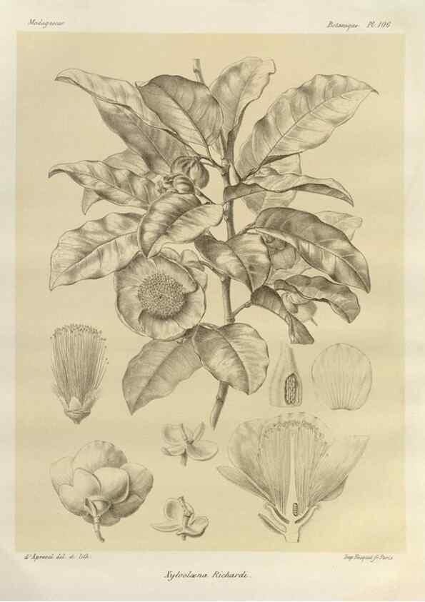 Reproducción/Reproduction 49785866256: Histoire physique, naturelle, et politique de Madagascar. Paris :Impr. nationale,1885-. 