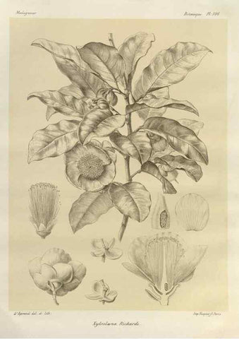 Reproducción/Reproduction 49785866256: Histoire physique, naturelle, et politique de Madagascar. Paris :Impr. nationale,1885-. 