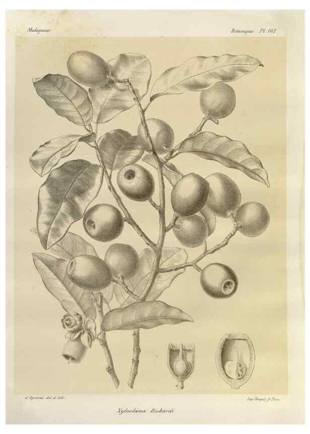 Reproducción/Reproduction 49785866566: Histoire physique, naturelle, et politique de Madagascar. Paris :Impr. nationale,1885-. 