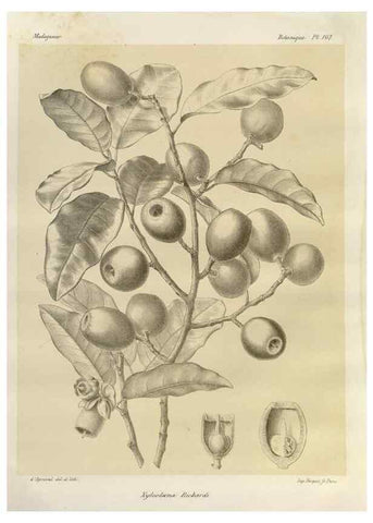 Reproducción/Reproduction 49785866566: Histoire physique, naturelle, et politique de Madagascar. Paris :Impr. nationale,1885-. 