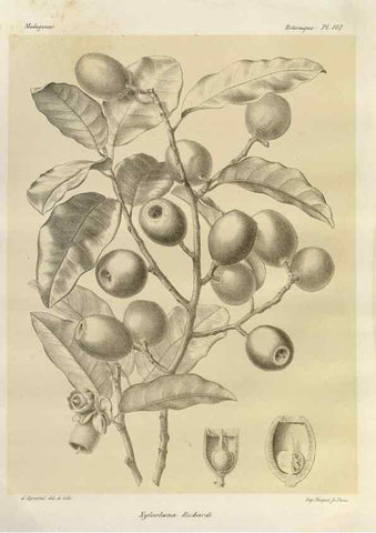 Reproducción/Reproduction 49785866566: Histoire physique, naturelle, et politique de Madagascar. Paris :Impr. nationale,1885-. 