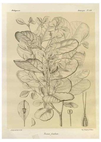 Reproducción/Reproduction 49785329208: Histoire physique, naturelle, et politique de Madagascar. Paris :Impr. nationale,1885-. 
