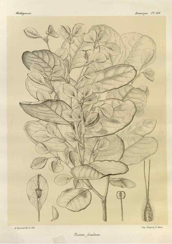 Reproducción/Reproduction 49785329208: Histoire physique, naturelle, et politique de Madagascar. Paris :Impr. nationale,1885-. 