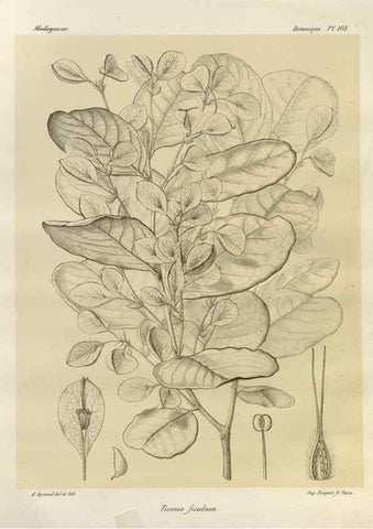 Reproducción/Reproduction 49785329208: Histoire physique, naturelle, et politique de Madagascar. Paris :Impr. nationale,1885-. 