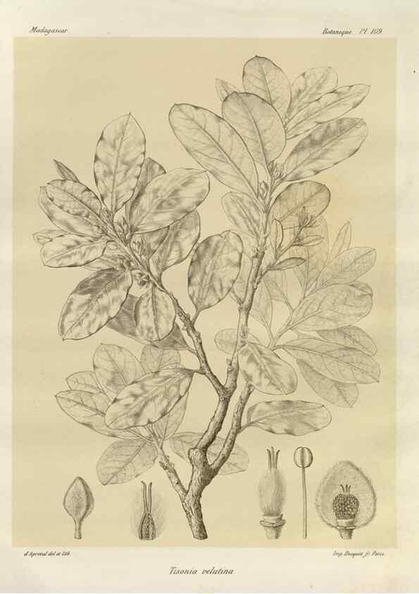 Reproducción/Reproduction 49786188312: Histoire physique, naturelle, et politique de Madagascar. Paris :Impr. nationale,1885-. 