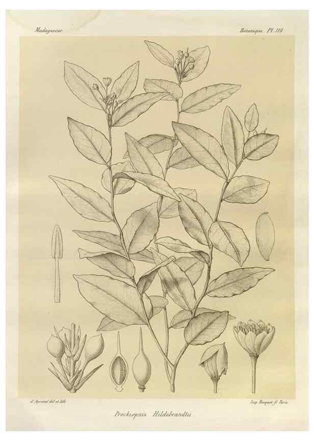 Reproducción/Reproduction 49785329808: Histoire physique, naturelle, et politique de Madagascar. Paris :Impr. nationale,1885-. 
