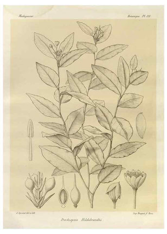 Reproducción/Reproduction 49785329808: Histoire physique, naturelle, et politique de Madagascar. Paris :Impr. nationale,1885-. 