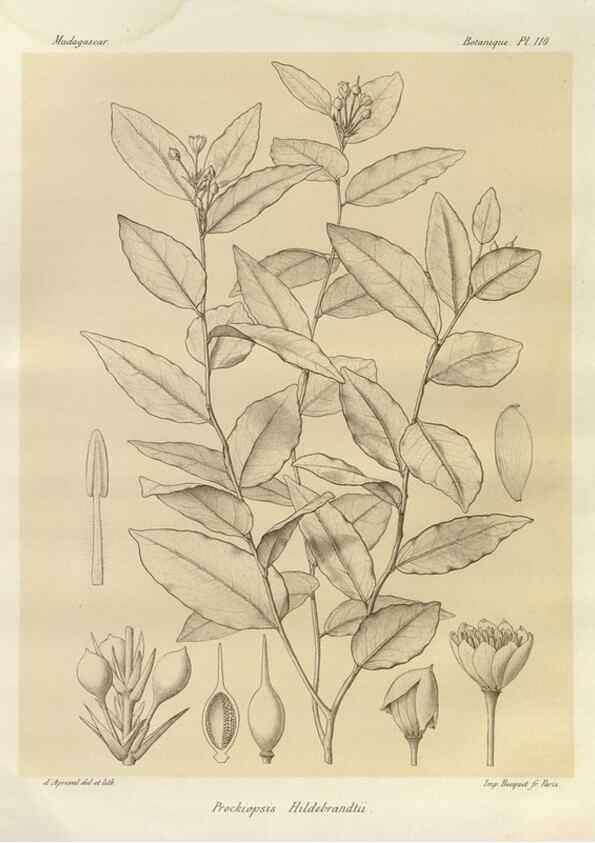Reproducción/Reproduction 49785329808: Histoire physique, naturelle, et politique de Madagascar. Paris :Impr. nationale,1885-. 
