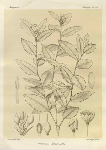 Reproducción/Reproduction 49785329808: Histoire physique, naturelle, et politique de Madagascar. Paris :Impr. nationale,1885-. 