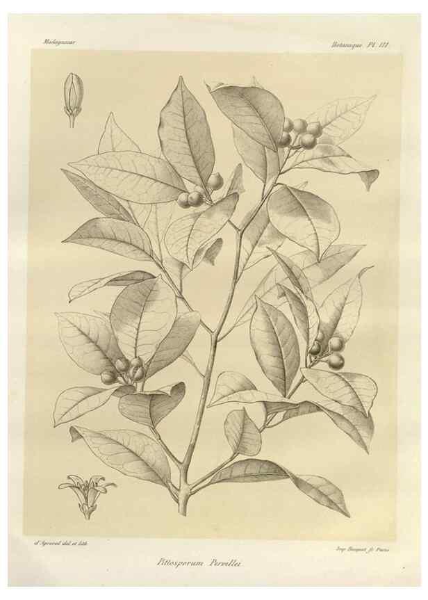 Reproducción/Reproduction 49786189107: Histoire physique, naturelle, et politique de Madagascar. Paris :Impr. nationale,1885-. 