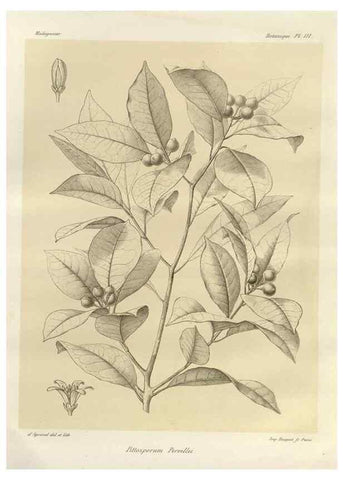 Reproducción/Reproduction 49786189107: Histoire physique, naturelle, et politique de Madagascar. Paris :Impr. nationale,1885-. 