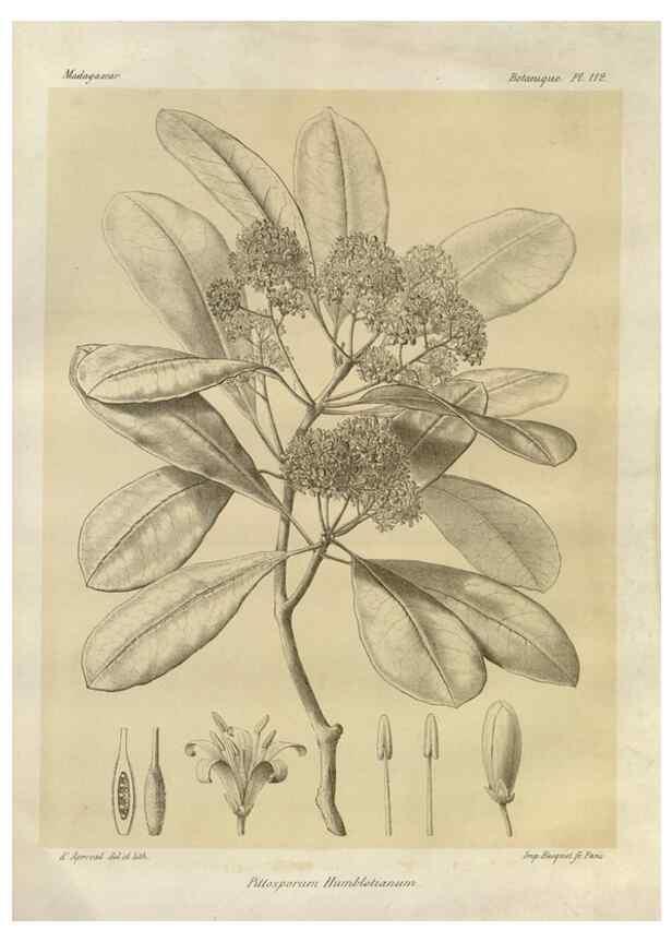 Reproducción/Reproduction 49785330643: Histoire physique, naturelle, et politique de Madagascar. Paris :Impr. nationale,1885-. 