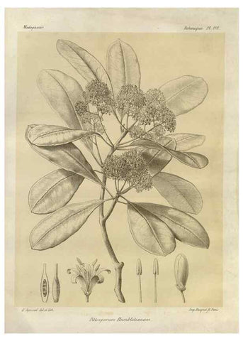 Reproducción/Reproduction 49785330643: Histoire physique, naturelle, et politique de Madagascar. Paris :Impr. nationale,1885-. 