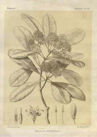 Reproducción/Reproduction 49785330643: Histoire physique, naturelle, et politique de Madagascar. Paris :Impr. nationale,1885-. 