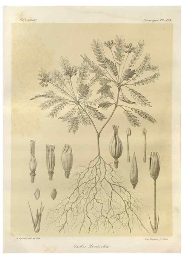 Reproducción/Reproduction 49785330908: Histoire physique, naturelle, et politique de Madagascar. Paris :Impr. nationale,1885-. 