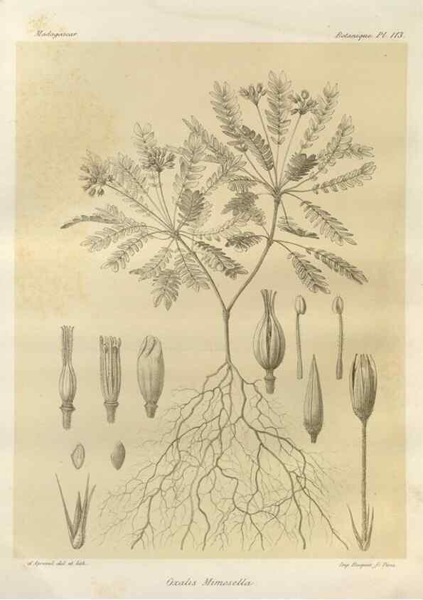 Reproducción/Reproduction 49785330908: Histoire physique, naturelle, et politique de Madagascar. Paris :Impr. nationale,1885-. 