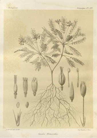 Reproducción/Reproduction 49785330908: Histoire physique, naturelle, et politique de Madagascar. Paris :Impr. nationale,1885-. 