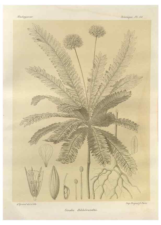 Reproducción/Reproduction 49786190237: Histoire physique, naturelle, et politique de Madagascar. Paris :Impr. nationale,1885-. 