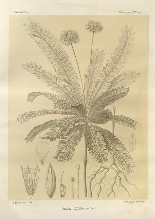 Reproducción/Reproduction 49786190237: Histoire physique, naturelle, et politique de Madagascar. Paris :Impr. nationale,1885-. 