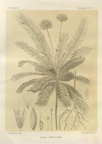 Reproducción/Reproduction 49786190237: Histoire physique, naturelle, et politique de Madagascar. Paris :Impr. nationale,1885-. 