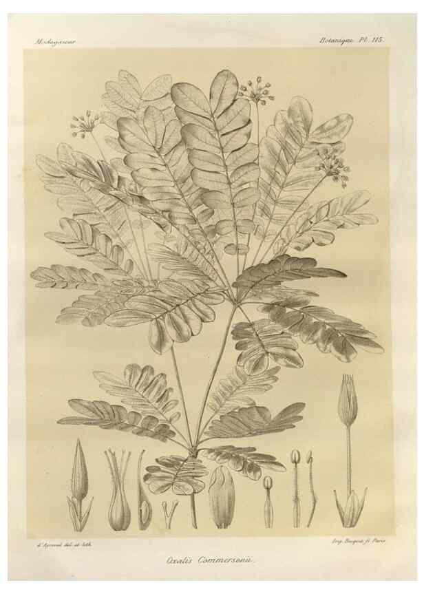Reproducción/Reproduction 49785869556: Histoire physique, naturelle, et politique de Madagascar. Paris :Impr. nationale,1885-. 