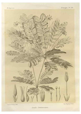 Reproducción/Reproduction 49785869556: Histoire physique, naturelle, et politique de Madagascar. Paris :Impr. nationale,1885-. 