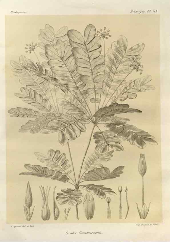 Reproducción/Reproduction 49785869556: Histoire physique, naturelle, et politique de Madagascar. Paris :Impr. nationale,1885-. 