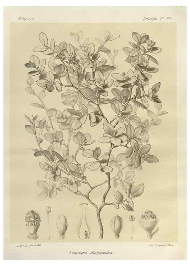 Reproducción/Reproduction 49786185672: Histoire physique, naturelle, et politique de Madagascar. Paris :Impr. nationale,1885-. 