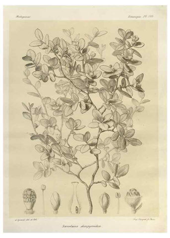 Reproducción/Reproduction 49786185672: Histoire physique, naturelle, et politique de Madagascar. Paris :Impr. nationale,1885-. 