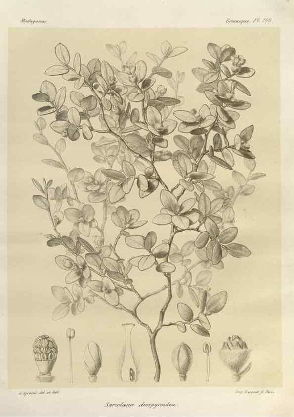 Reproducción/Reproduction 49786185672: Histoire physique, naturelle, et politique de Madagascar. Paris :Impr. nationale,1885-. 
