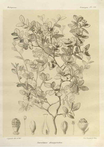 Reproducción/Reproduction 49786185672: Histoire physique, naturelle, et politique de Madagascar. Paris :Impr. nationale,1885-. 