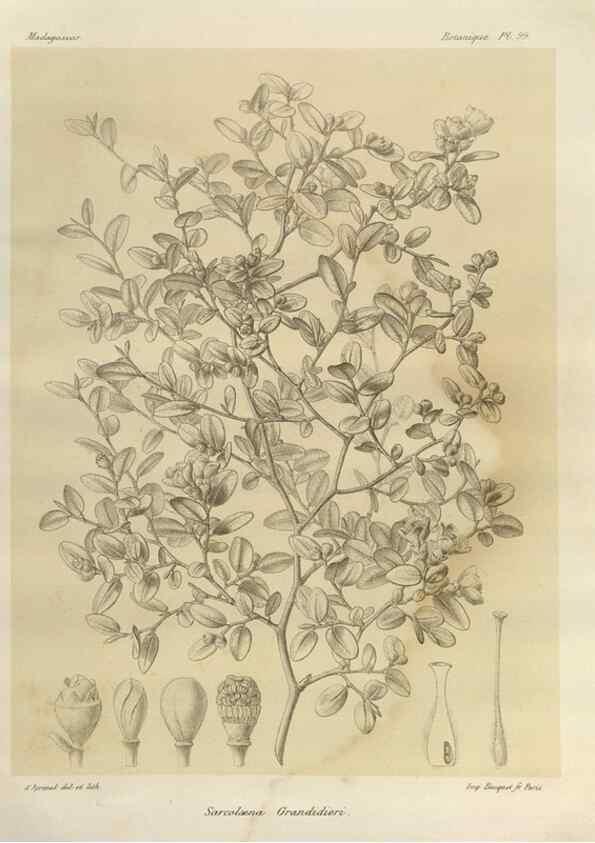 Reproducción/Reproduction 49785864091: Histoire physique, naturelle, et politique de Madagascar. Paris :Impr. nationale,1885-. 