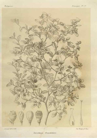 Reproducción/Reproduction 49785864091: Histoire physique, naturelle, et politique de Madagascar. Paris :Impr. nationale,1885-. 