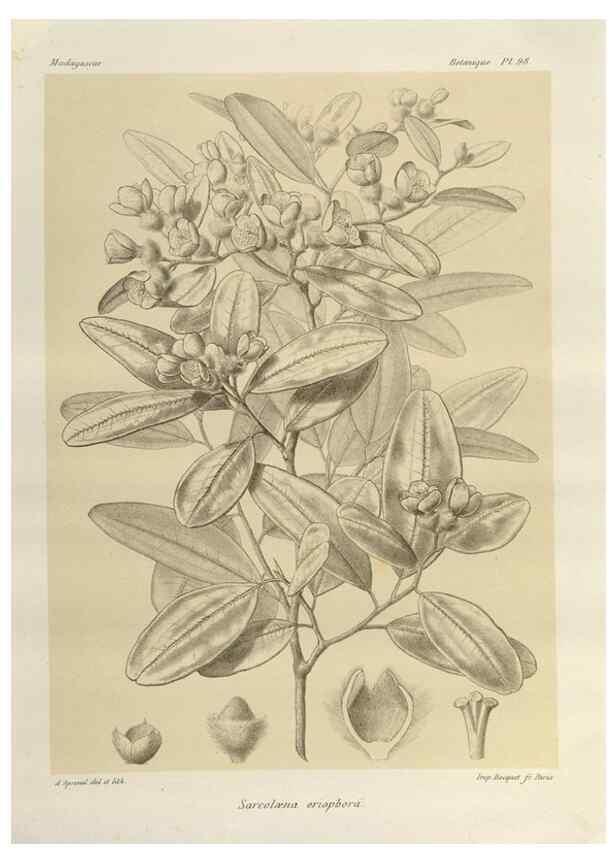 Reproducción/Reproduction 49786185052: Histoire physique, naturelle, et politique de Madagascar. Paris :Impr. nationale,1885-. 