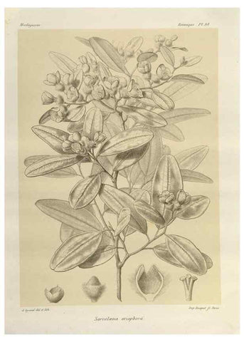 Reproducción/Reproduction 49786185052: Histoire physique, naturelle, et politique de Madagascar. Paris :Impr. nationale,1885-. 