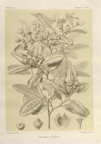 Reproducción/Reproduction 49786185052: Histoire physique, naturelle, et politique de Madagascar. Paris :Impr. nationale,1885-. 