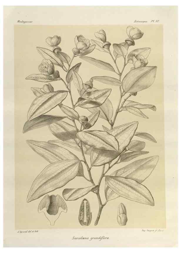Reproducción/Reproduction 49785325728: Histoire physique, naturelle, et politique de Madagascar. Paris :Impr. nationale,1885-. 