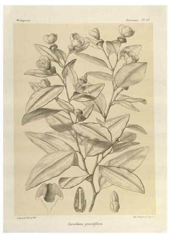 Reproducción/Reproduction 49785325728: Histoire physique, naturelle, et politique de Madagascar. Paris :Impr. nationale,1885-. 