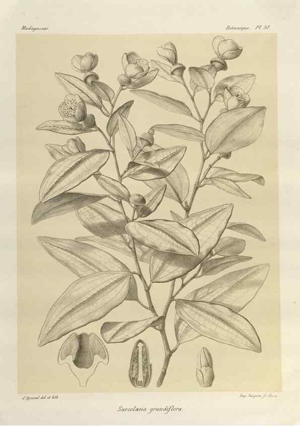 Reproducción/Reproduction 49785325728: Histoire physique, naturelle, et politique de Madagascar. Paris :Impr. nationale,1885-. 