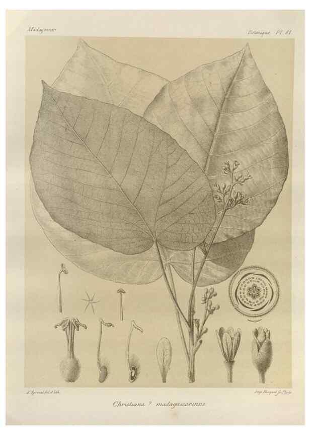 Reproducción/Reproduction 49785320073: Histoire physique, naturelle, et politique de Madagascar. Paris :Impr. nationale,1885-. 