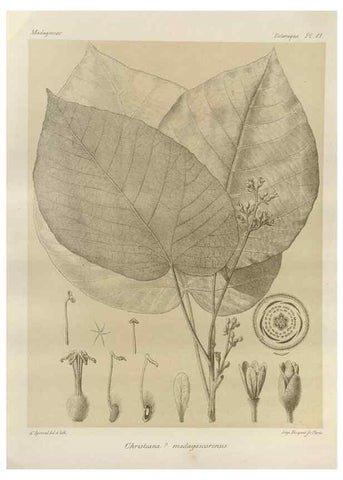 Reproducción/Reproduction 49785320073: Histoire physique, naturelle, et politique de Madagascar. Paris :Impr. nationale,1885-. 