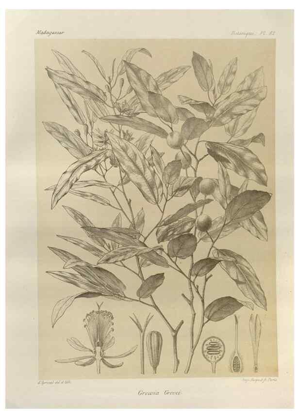 Reproducción/Reproduction 49785320303: Histoire physique, naturelle, et politique de Madagascar. Paris :Impr. nationale,1885-. 