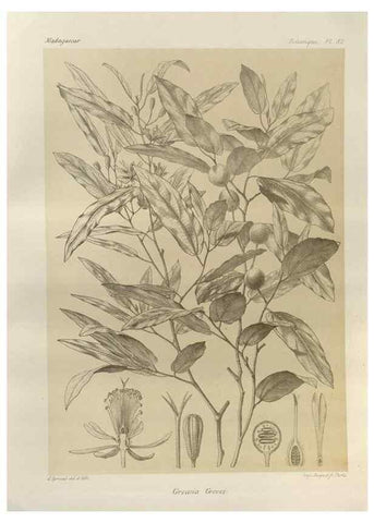 Reproducción/Reproduction 49785320303: Histoire physique, naturelle, et politique de Madagascar. Paris :Impr. nationale,1885-. 
