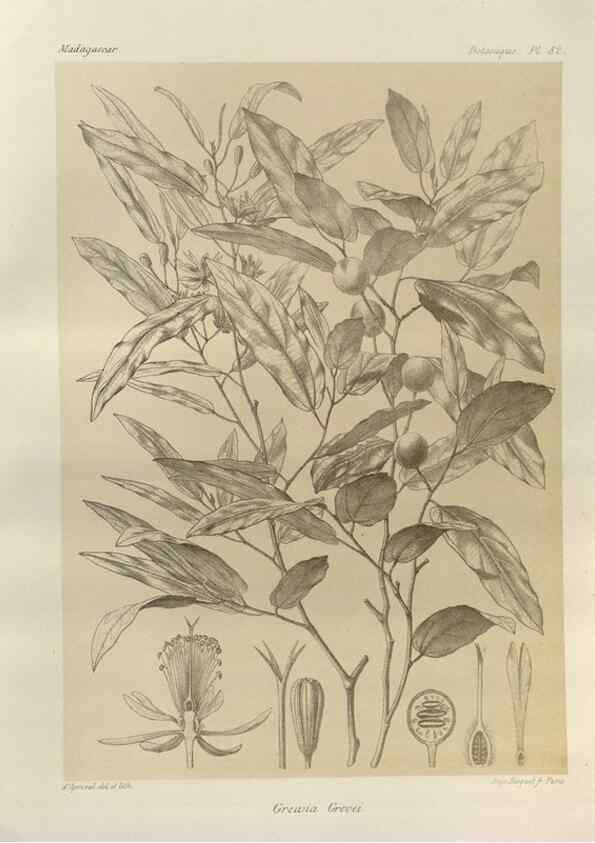 Reproducción/Reproduction 49785320303: Histoire physique, naturelle, et politique de Madagascar. Paris :Impr. nationale,1885-. 