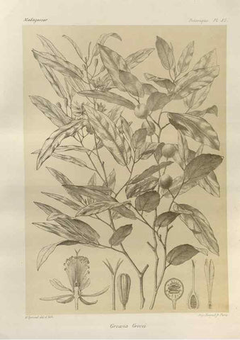 Reproducción/Reproduction 49785320303: Histoire physique, naturelle, et politique de Madagascar. Paris :Impr. nationale,1885-. 